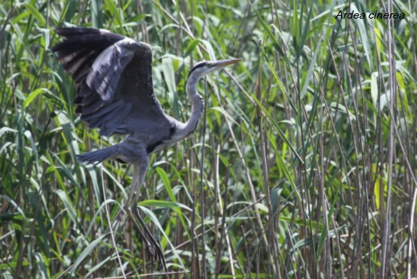 Ardea cinerea